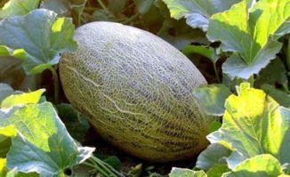 我吃哈密瓜吃的问题,探寻甜蜜诱惑的秘密