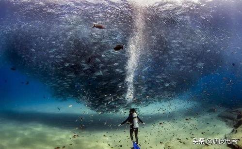 鱼群碰到网红绳子,一场奇妙的海洋邂逅
