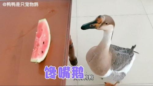 鹅吃瓜吗,揭秘鹅的饮食习惯与瓜类的关系