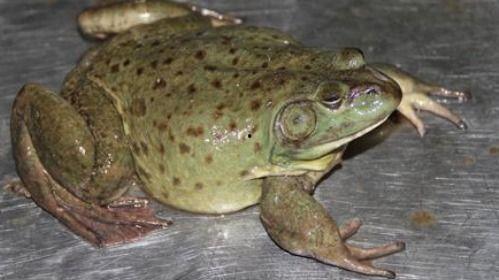 蛙鸟吃瓜,吃瓜乐翻天