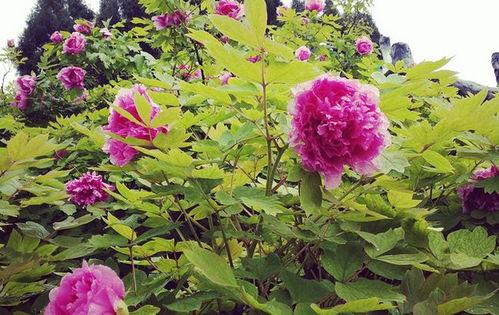 网红重庆花海在哪里,寻花踏青新去处