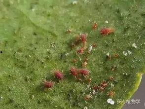 头条红蜘蛛,揭秘网络信息传播的神秘力量