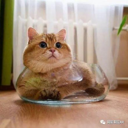 瓢猫头像吃瓜图片,趣味横生一幕