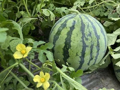 吃瓜不吃好,吃瓜不吃好，真相大揭秘！