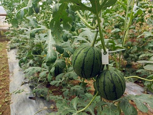 吃瓜网-免费吃瓜51,揭秘吃瓜网热门话题背后的真相