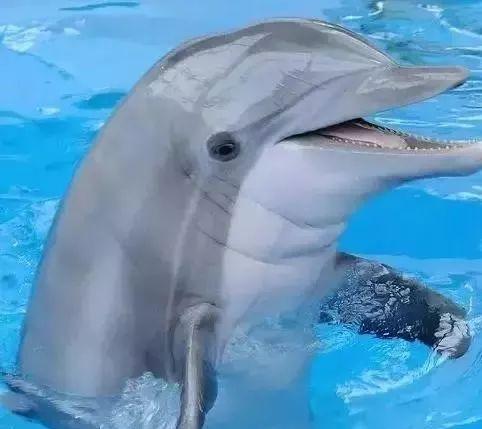 海豚表情猜明星,海豚表情解锁明星魅力瞬间