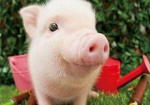 属猪的明星有哪些,盘点属猪的璀璨明星